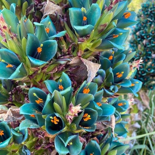 Puya alpestris 花