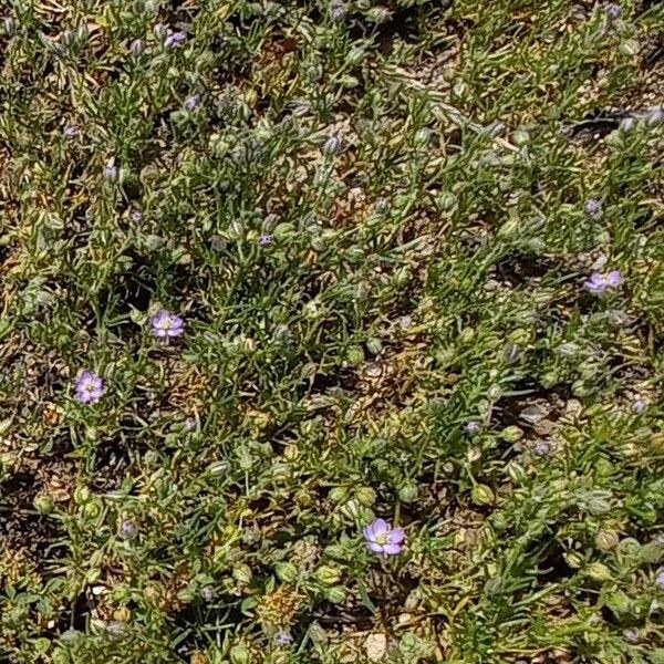 Spergularia rubra Natur