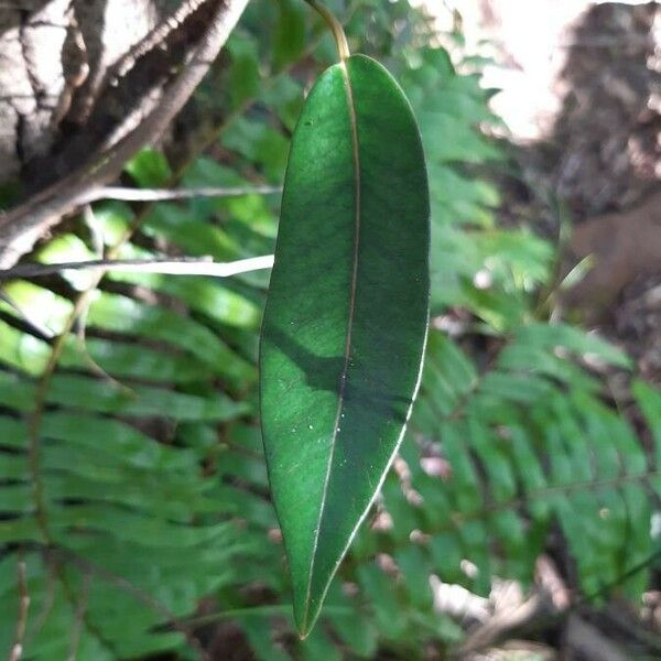 Trichosandra borbonica Leaf