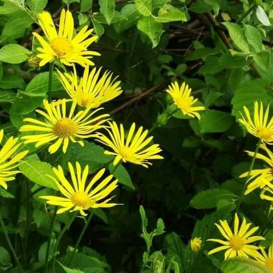 Doronicum austriacum ফুল