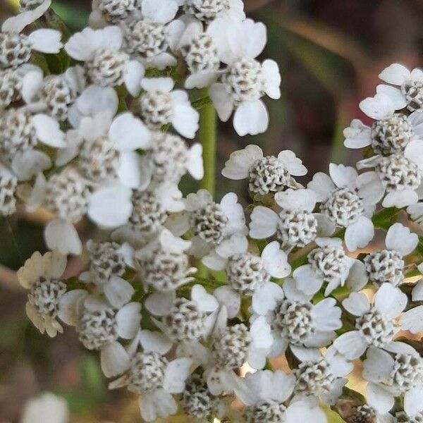 Achillea macrophylla 花