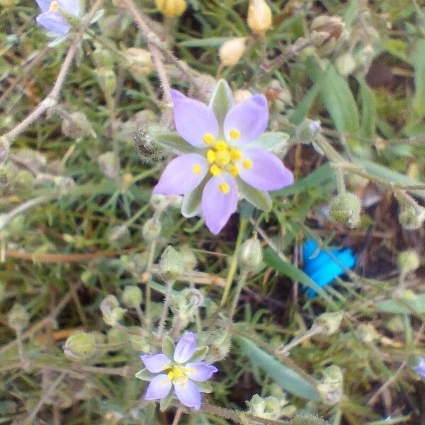 Spergularia marina Flower