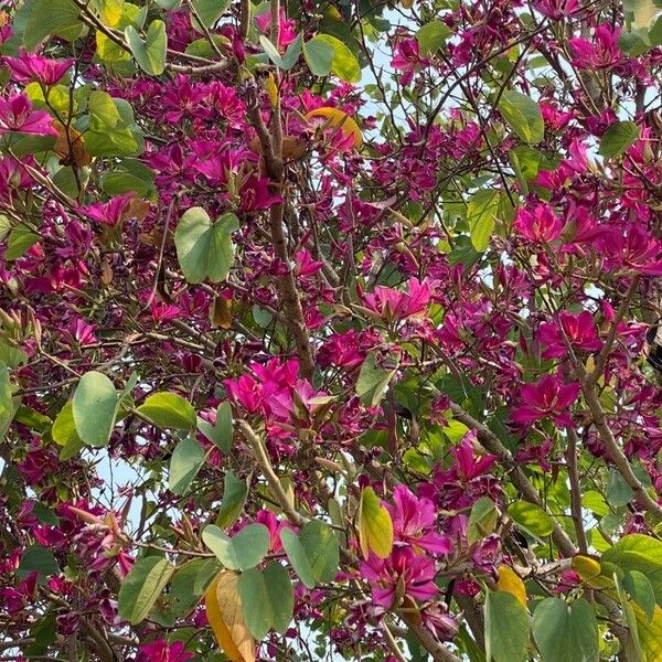 Bauhinia purpurea 花