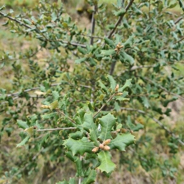 Quercus coccifera Foglia