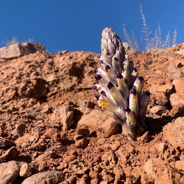 Cistanche violacea Blodyn