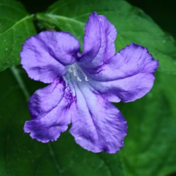 Ruellia ciliatiflora Blomst