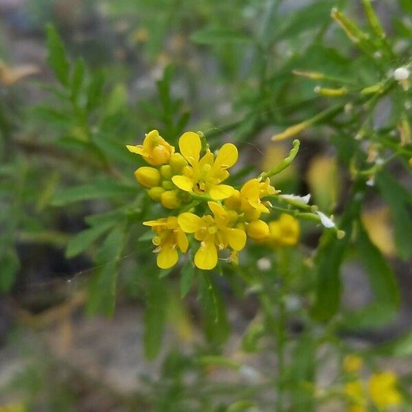 Rorippa sylvestris Flower