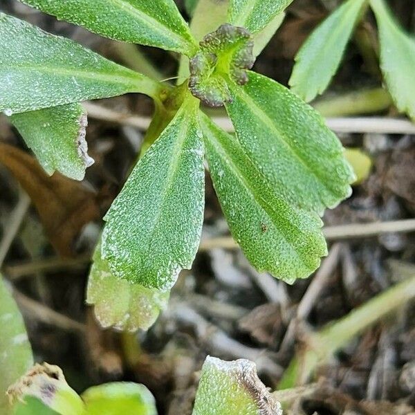Phyla nodiflora 葉