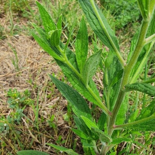 Cynoglossum lanceolatum 整株植物