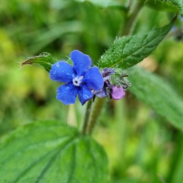 Pentaglottis sempervirens Кветка