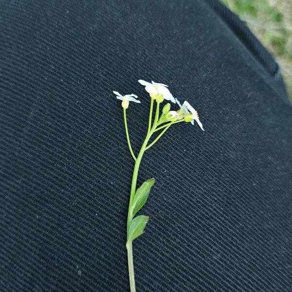 Arabidopsis halleri Çiçek