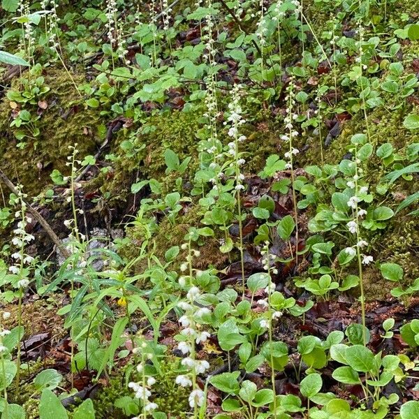 Pyrola rotundifolia Plante entière