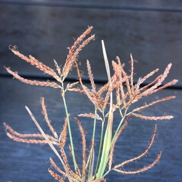 Cyperus rotundus Blüte