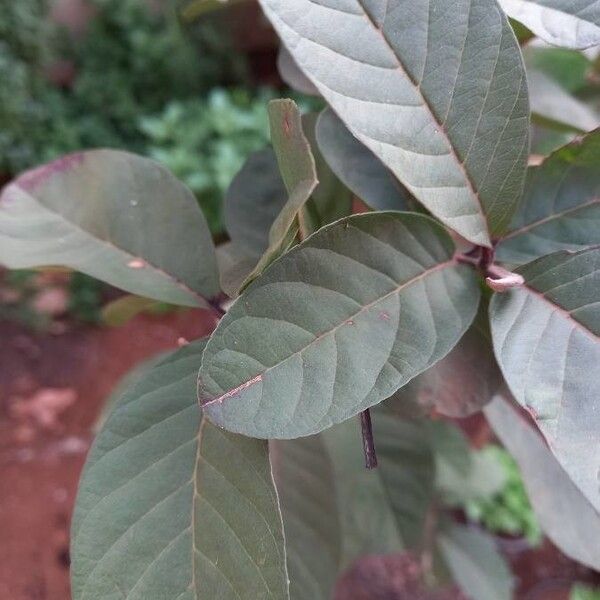 Psidium guajava পাতা