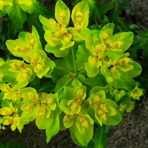 Euphorbia pilosa 花