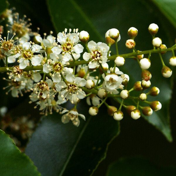 Prunus serotina Flower