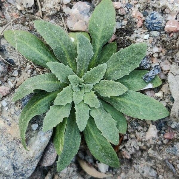 Androsace septentrionalis Leaf