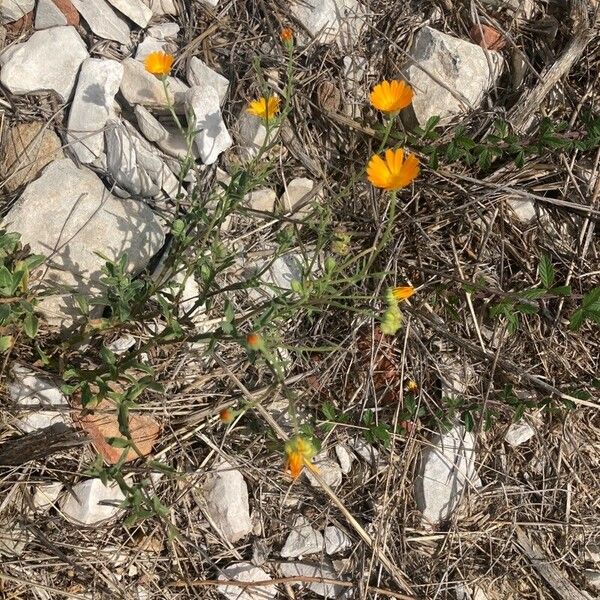 Calendula suffruticosa Flower