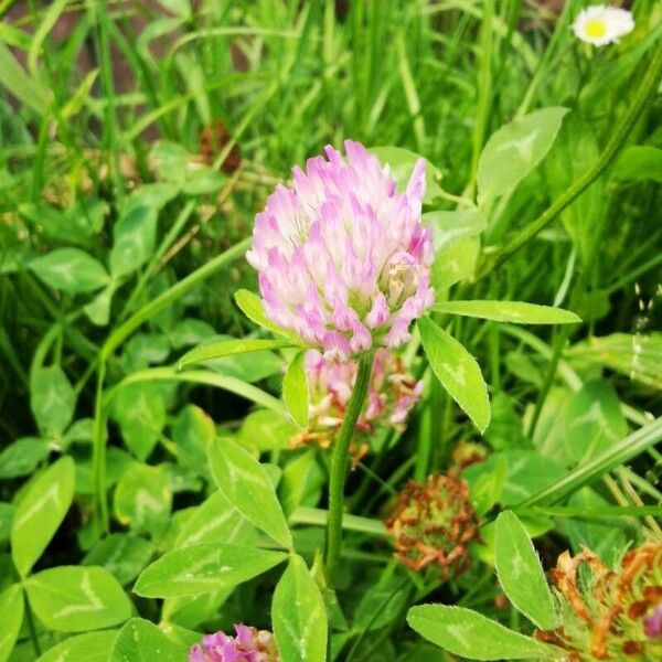 Trifolium medium Flor