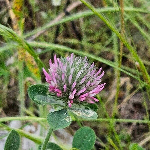 Trifolium hirtum 花