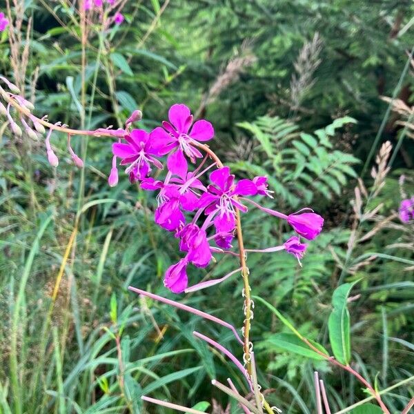 Epilobium angustifolium Kvet