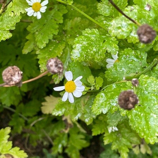 Tanacetum parthenium Цветок