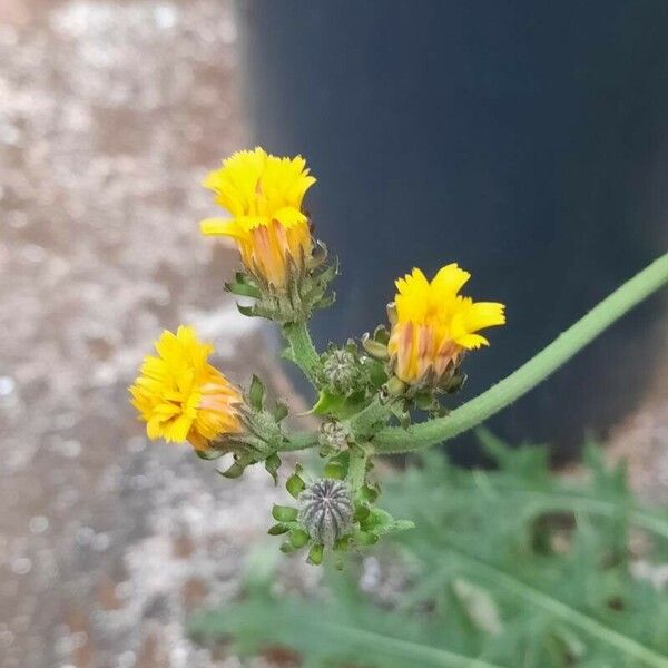 Carthamus lanatus Blomma