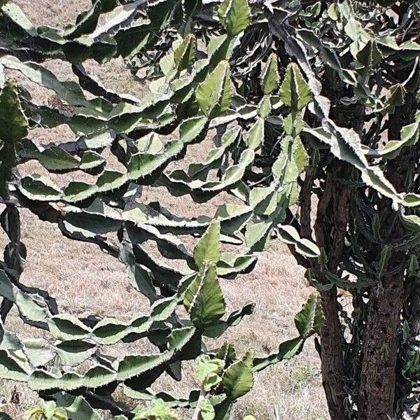 Euphorbia bussei