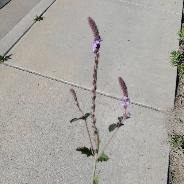 Verbena lasiostachys Flor