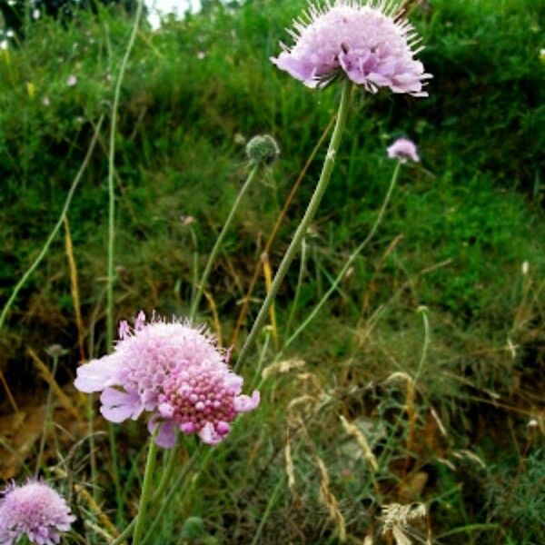 Knautia arvensis Hàbitat