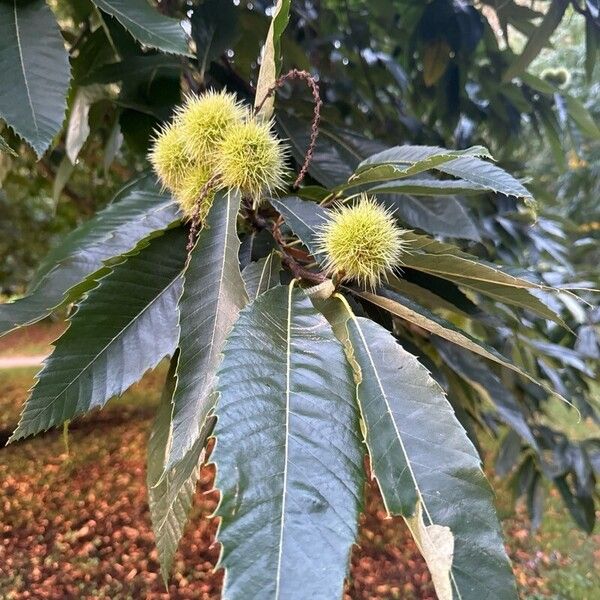 Castanea sativa Fuelha