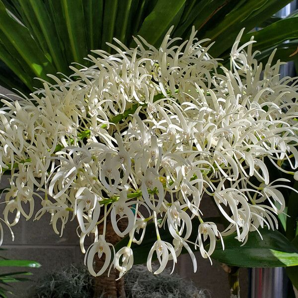 Dendrobium speciosum 花