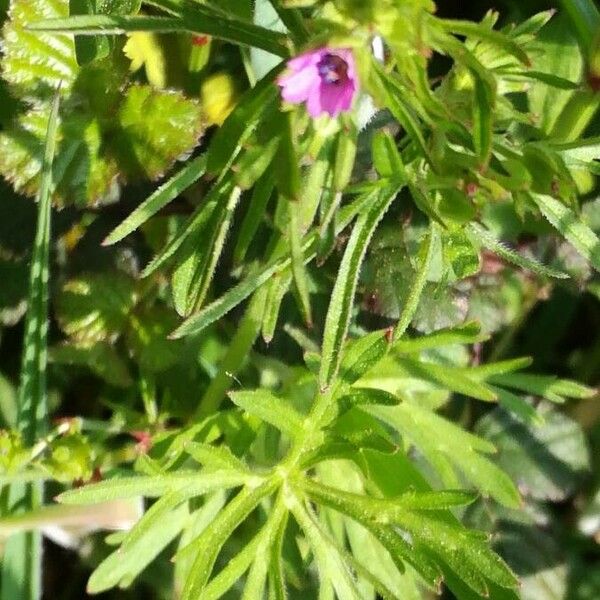 Geranium dissectum Характер