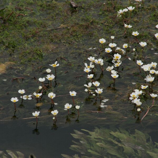 Ranunculus fluitans फूल