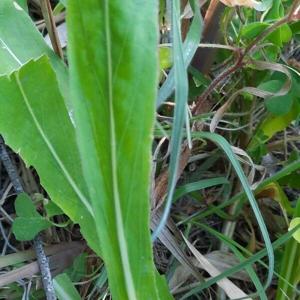 Oenothera indecora Frunză