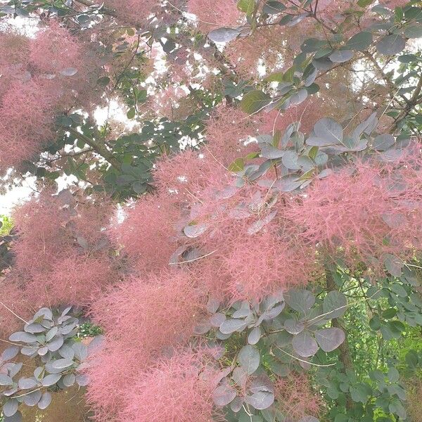 Cotinus coggygria Кветка