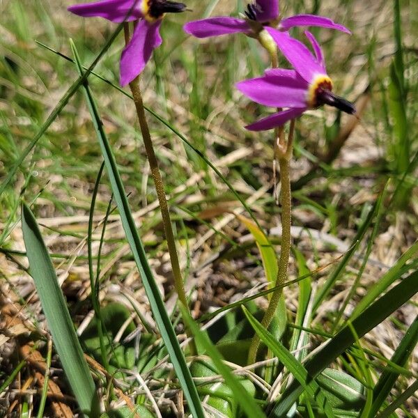 Primula pauciflora പുഷ്പം