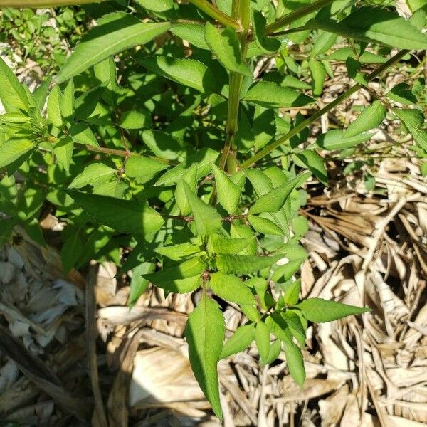 Bidens pilosa Levél