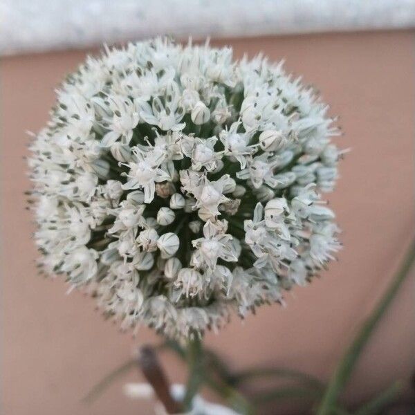 Allium cepa Flower