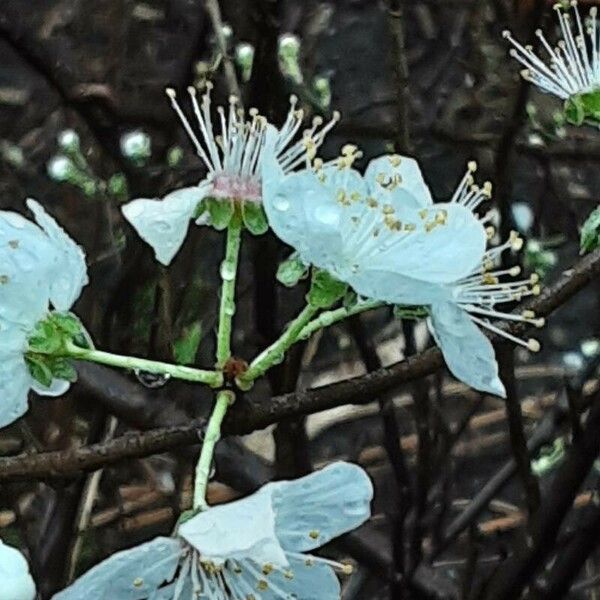 Prunus domestica Кветка