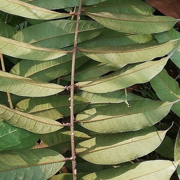 Pachylobus pubescens Leaf