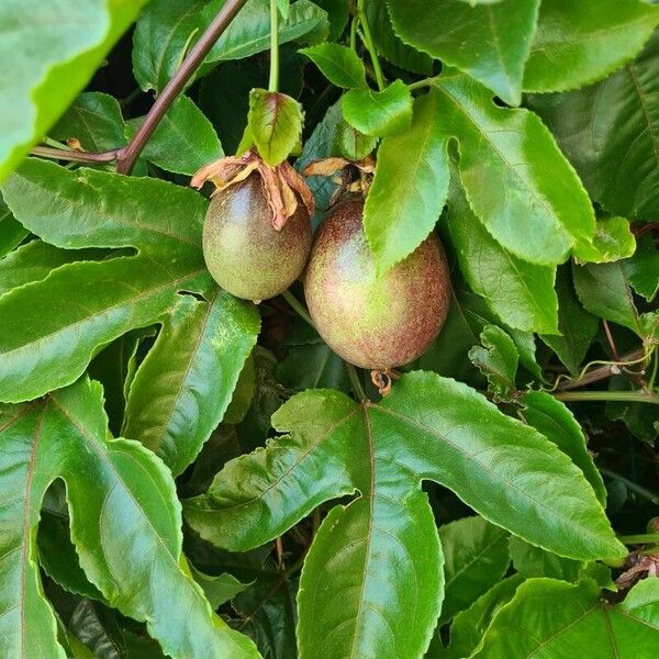 Passiflora edulis 果實