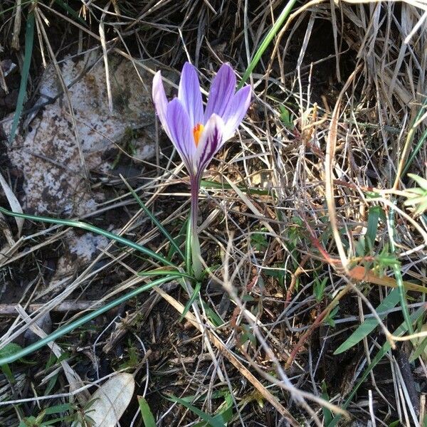 Crocus versicolor عادت داشتن