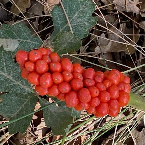 Arum italicum Plod