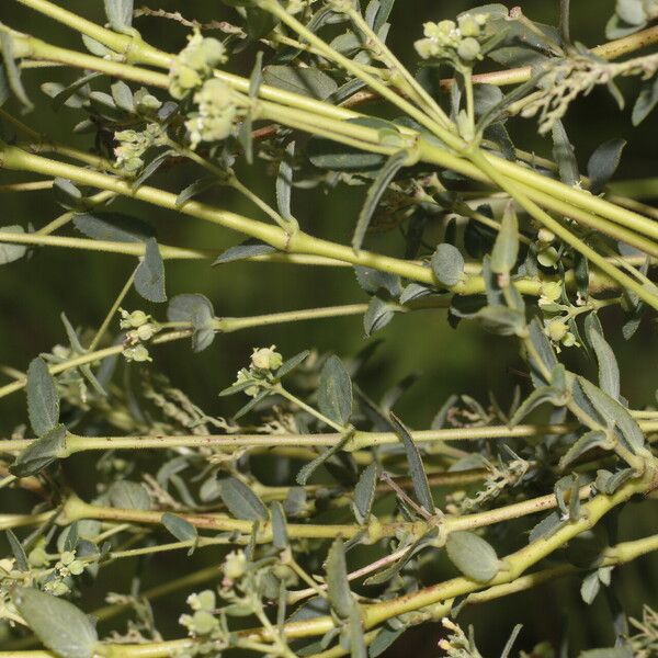 Euphorbia lasiocarpa Habit