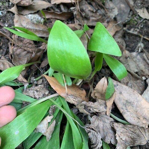 Allium tricoccum Leaf