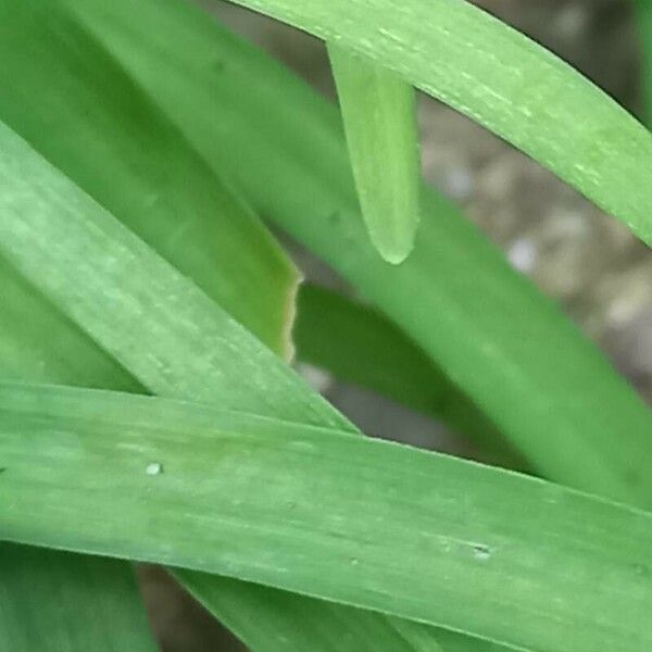 Ipheion uniflorum Ліст