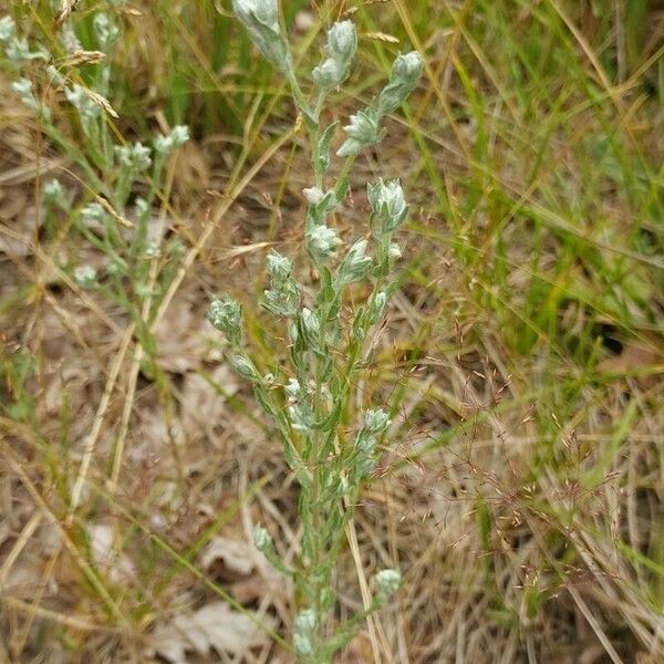 Filago arvensis Floare