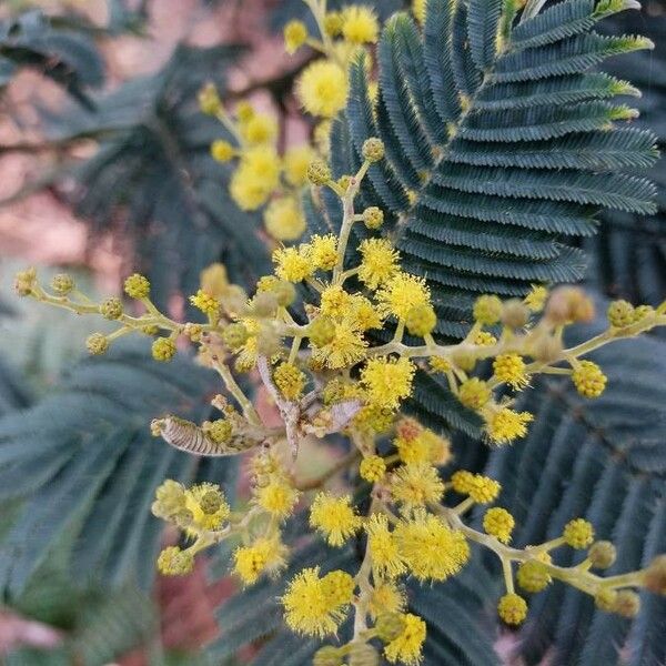 Acacia decurrens Квітка