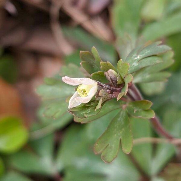 Semiaquilegia adoxoides Λουλούδι